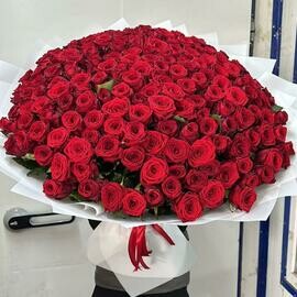 Гигант 151 Роза красная 