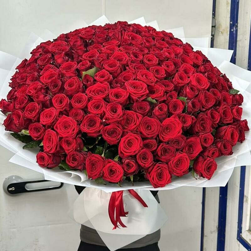 Гигант 151 Роза красная , премиум