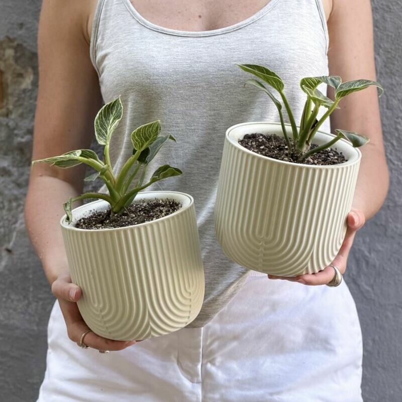 Philodendron Birkin, standart