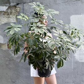 Scheffler potted 60 cm