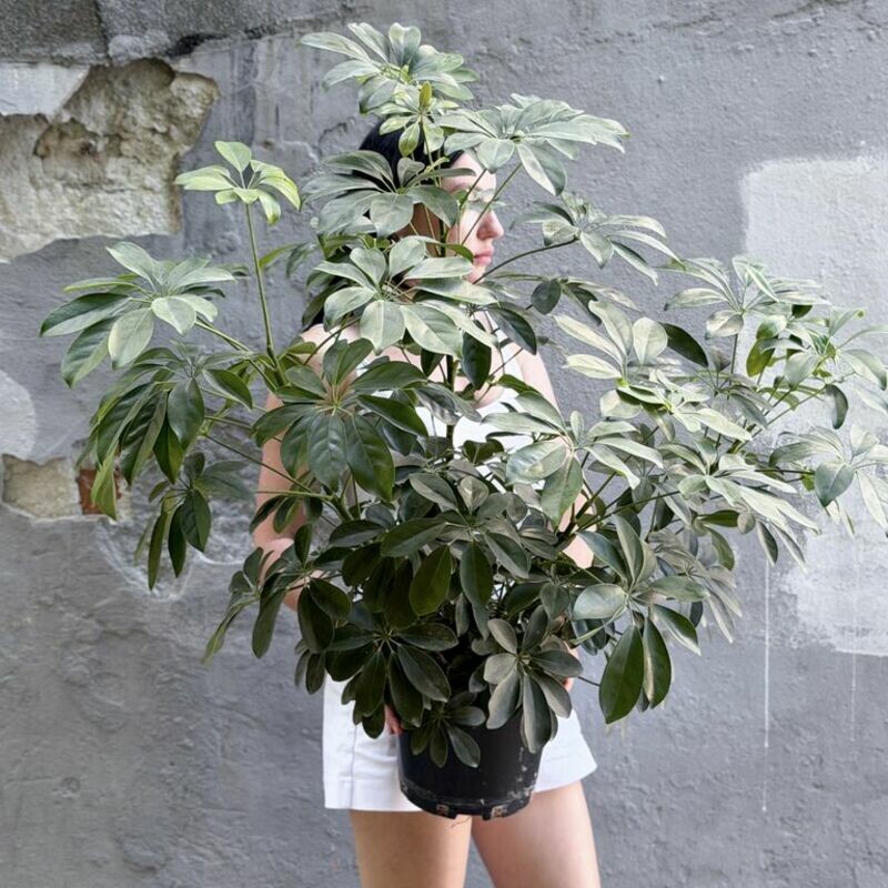 Scheffler potted 60 cm, standart