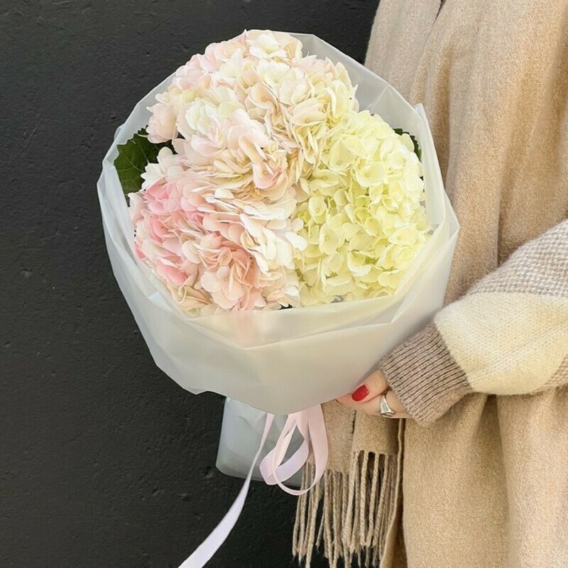 Mono iz gortenzij, standart