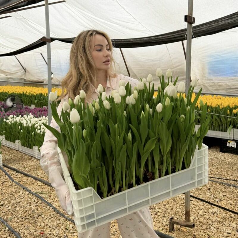 101 тюльпан в ящике, делюкс