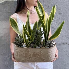 Composition with sansevieria and succulents