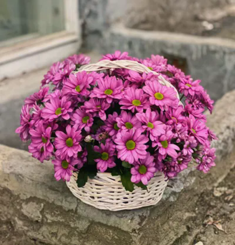 Korzina iz sirenevoj hrizantemi, standart