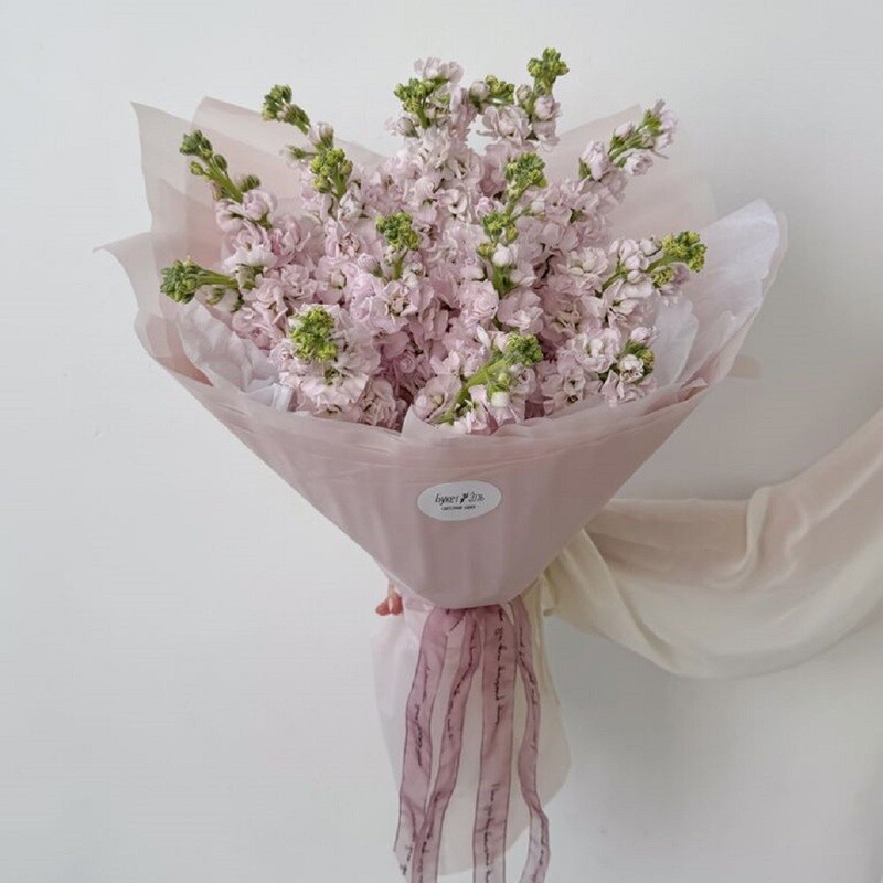 Miranda, 15 sirenevih mattiol