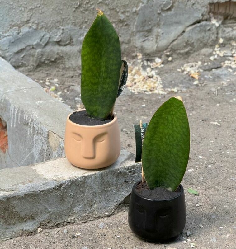 Sansevieriya Masoniana, standart