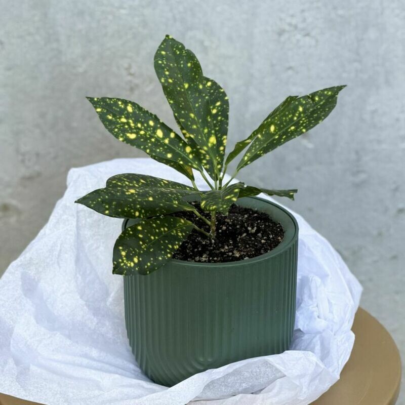 The codeum is transplanted, standart