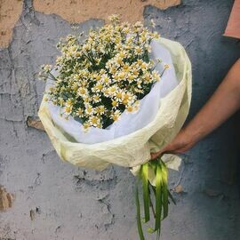 Полевые ромашки