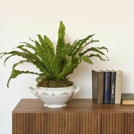 Asplenium v vintazhnoj supnitce