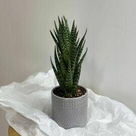 Aloe Tiki Taki peresazhennij 10 sm