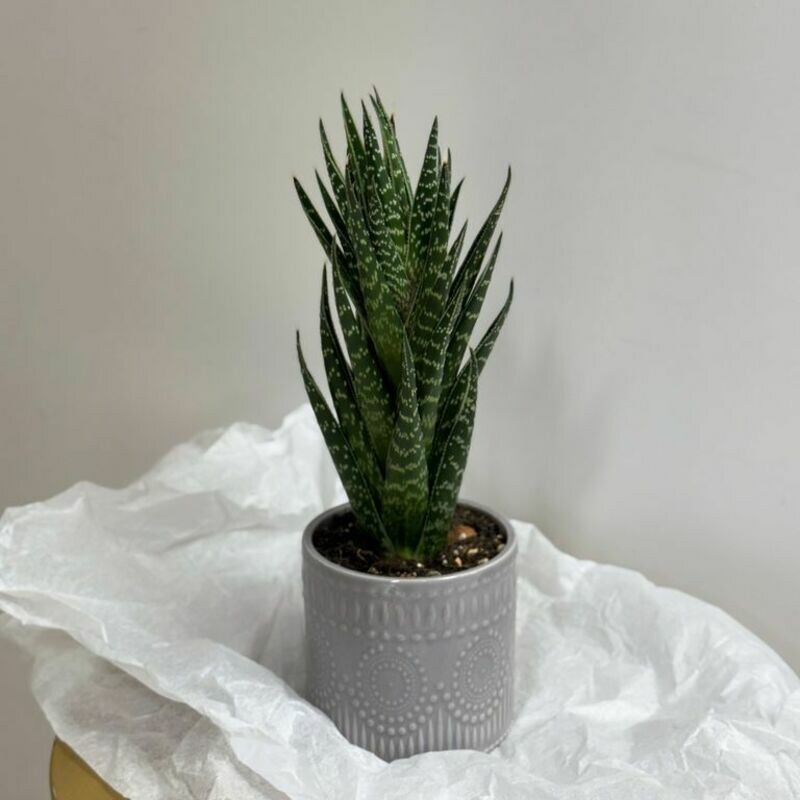 Aloe Tiki Taki peresazhennij 10 sm, standart