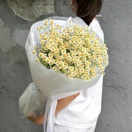 Field daisies
