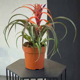 Тилландсия