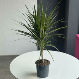 Dratcena komnatnaya malen_kaya