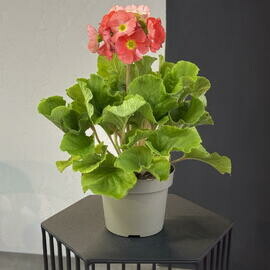 Сказки Примулы