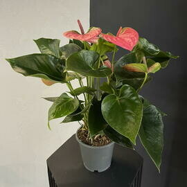 Антуриум красный