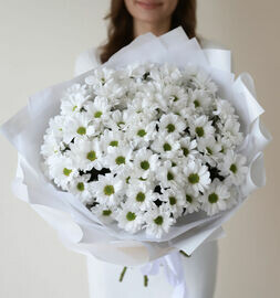 Кустовые ромашковые хризантемы 