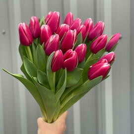 Buket tyul_panov belo-rozovie 19sht