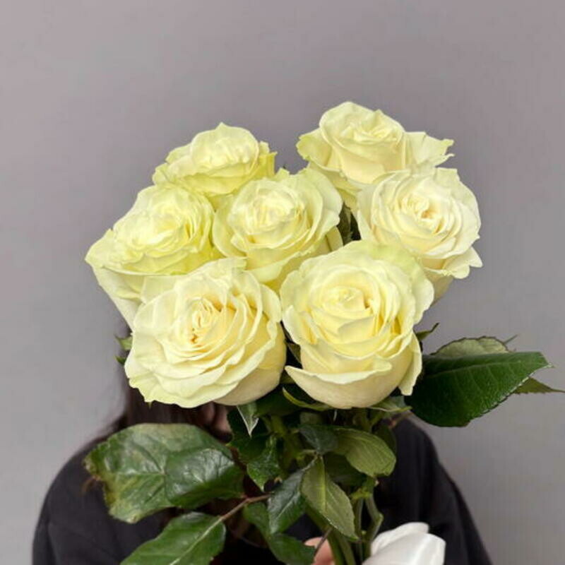 Buket belih roz 7sht, buket belih roz 7sht