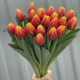 Buket tyul_panov krasno-zheltij 19sht
