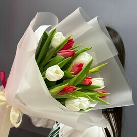 13 красно - белых тюльпанов в упаковке