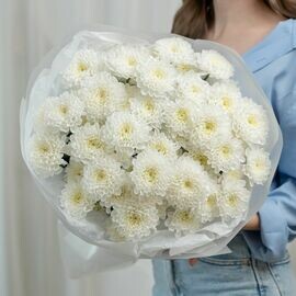 9 белых хризантем (сорт Алтай)