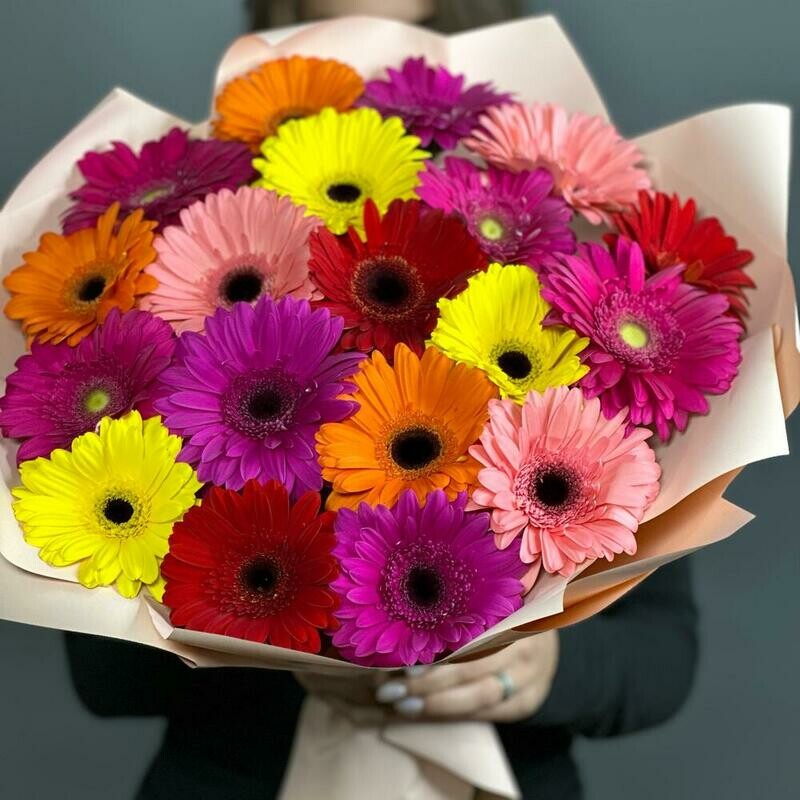 yarkie gerberi, standart