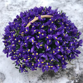 Korzina iz 201 irisa