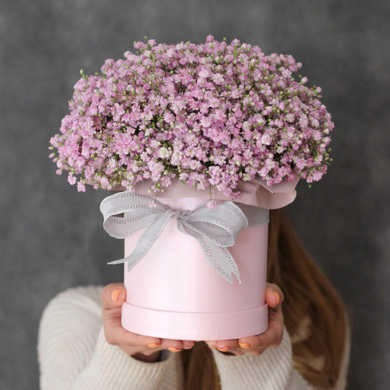 Korobka s gipsofiloj, standart