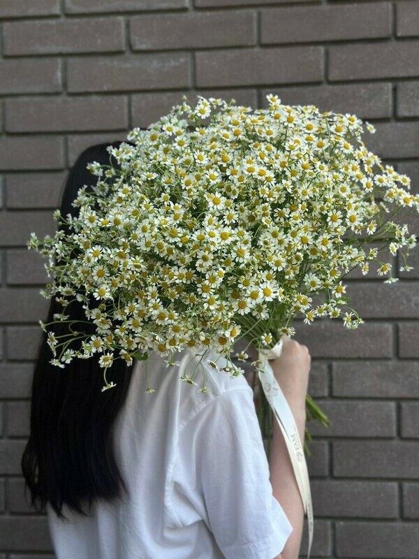 Охапка ромашек (матрекария), матрекария 