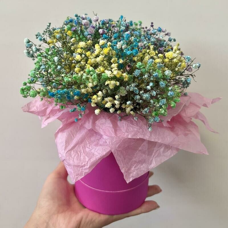 Gipsofila v yarkoj korobke, standart