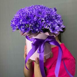 Хризантема фиолетовая в коробке