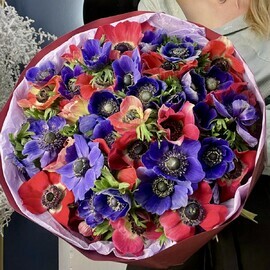 Яркий монобукет из анемонов