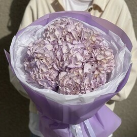 Buket iz 5 fioletovih gortenzij v oformlenii