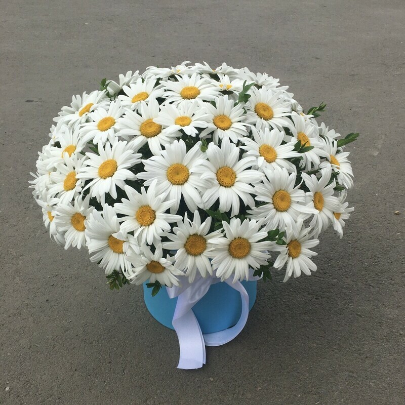 51 ромашка в коробочке, стандартный