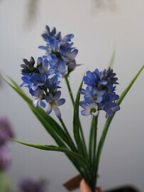 Гиацинт декоративный