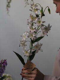 Dekorativnaya liliya sadovaya belaya