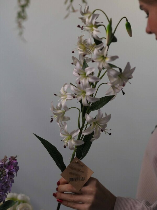 Dekorativnaya liliya sadovaya belaya, standart