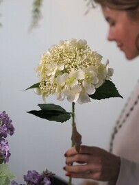 Гортензия декоративная