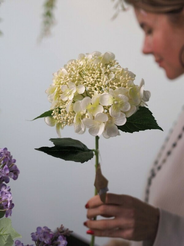 Гортензия декоративная, стандартный