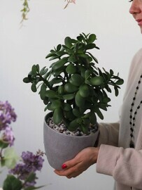 Крассула в горшке декоративная