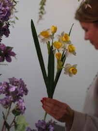 Dekorativnij nartciss