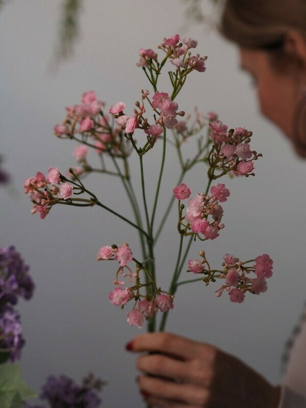 Гипсофила декоративная, стандартный