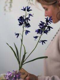 Василек декоративный