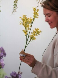 TCvetushaya vetka dekorativnaya