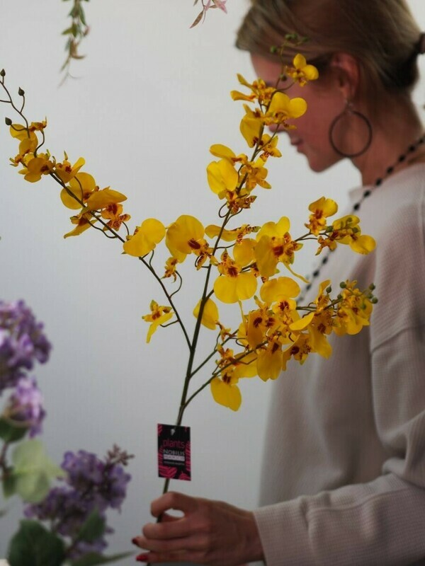 Дендробиум декоративный, стандартный