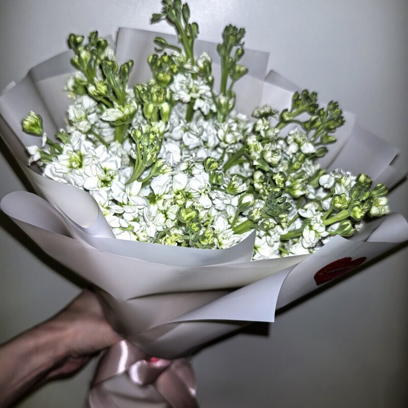 Buket iz mattioli, buket iz nezhnogo tcvetka mattiola