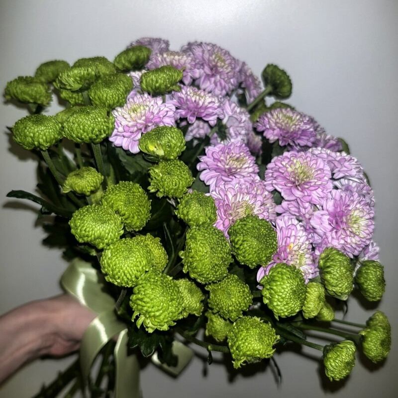 Buket iz 11 kustovih hrizantem pod lentu, buket iz hrizantem