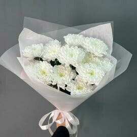 Chrysanthemum bush